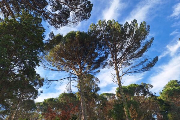 Pinus pinea L. (Pinheiro Manso)