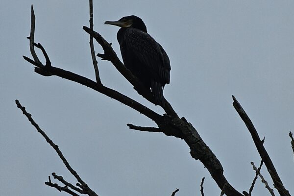 Ana Maria Mendes - EBS Dra. Judite Andrade Ana Maria Mendes - EBS Dra. Judite Andrade