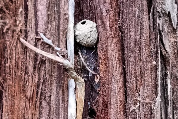 AnaCristinaPereiraEBPadreAlbertoNeto2 AnaCristinaPereiraEBPadreAlbertoNeto2