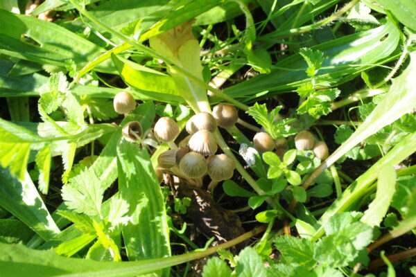 André Costa_Município de Sines_2 André Costa_Município de Sines_2