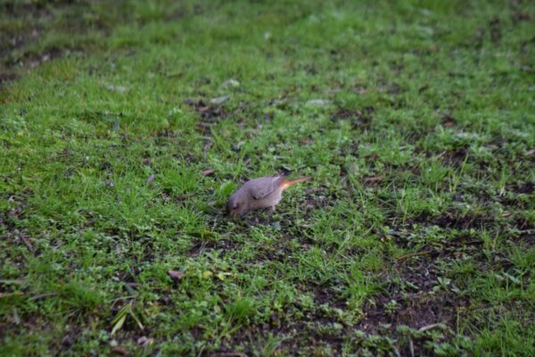 DSC_1182_biodiversidade_rabirruivo