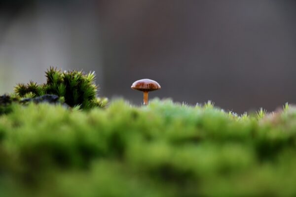 Foto 1 - O vigilante na muralha.