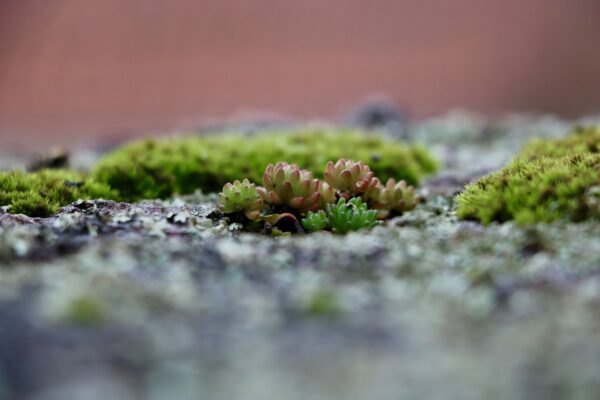 Foto 2 - Colonização na muralha