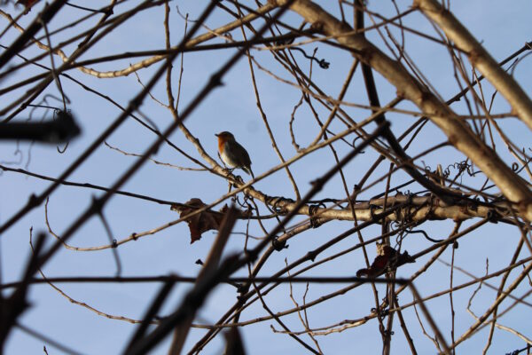 Pisco-de-peito-ruivo