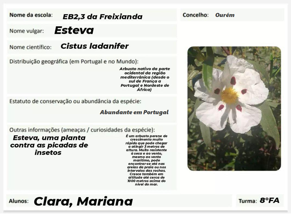 Esteva - Cistus ladanifer - Ficha: Clara e Mariana - 8 FA