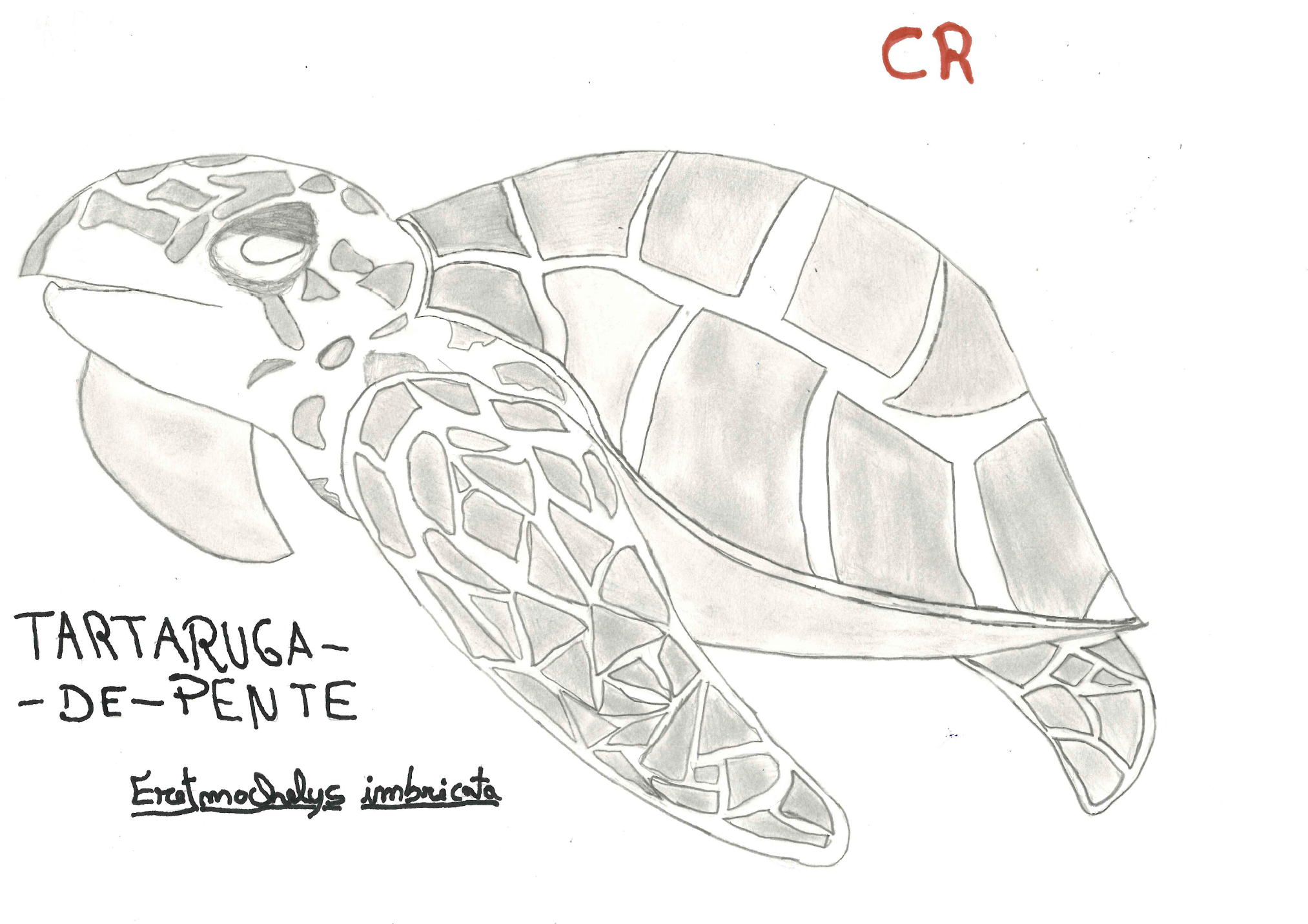 Nome comum: Tartaruga-de-Pente
Nome Científico: Eretmochelys imbricata